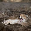 Endangered cheetah cub dies in Iran: Report