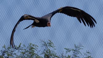 Condors soar again over Northern California coastal redwoods