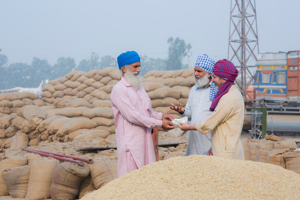 القمح في الهند 