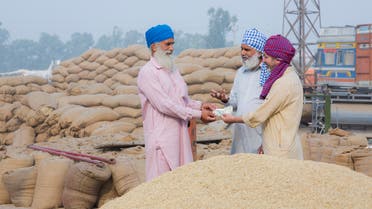 القمح في الهند 
