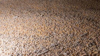 Nearly 25 million tons of grain stuck in Ukraine, says UN food agency