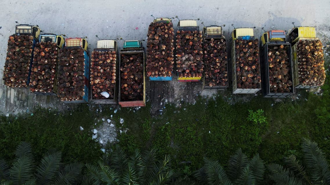 Trucks with palm oil fresh fruit bunches are parked in a queue at a palm oil factory in Siak regency, Riau province, Indonesia, April 26, 2022. (Reuters)