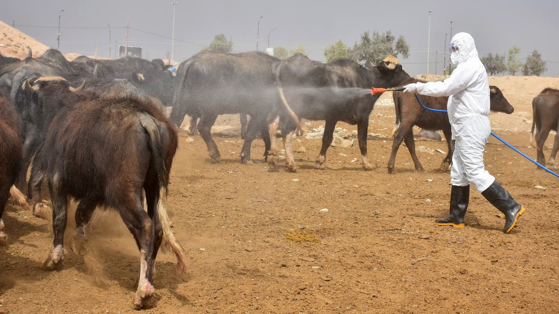 Members of a veterinary team spray a farm's cattle and enclosures with disinfectant in Iraq's northern city of Kirkuk, on May 7, 2022, a day after registering the first death of Crimean-Congo haemorrhagic fever as cases of the virus spread to the country's north. Iraq has registered eight deaths from 40 cases of the illness, also known as Congo fever, since the start of the year, a health ministry spokesman said. The disease is tick-borne and causes severe haemorrhaging, according to the World Health Organization. (Photo by Shwan NAWZAD / AFP)
