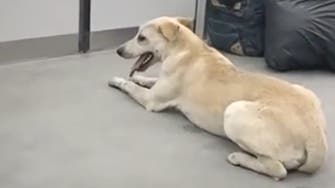 فيديو طريف من مصر.. كلب ضال وسط الركاب في المترو