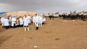 Members of a veterinary team prepare to spray cattle with disinfectant in Iraq’s northern city of Kirkuk, on May 7, 2022, a day after registering the first death of Crimean-Congo hemorrhagic fever. (AFP)