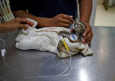 معالجة قطة تضررت بسبب موجة الحر الحالية في الهند