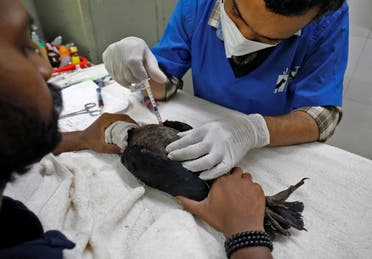 معالجة أحد الطيور التي تضررت بسبب موجة الحر الحالية في الهند