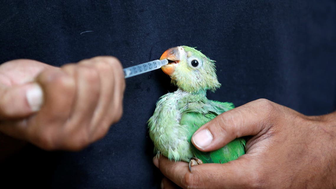 A caretaker feeds water mixed with multivitamins to a parakeet after it was dehydrated due to heat at Jivdaya Charitable Trust, a non-governmental rehabilitation centre for birds and animals, during hot weather in Ahmedabad, India, May 11, 2022. REUTERS/Amit Dave