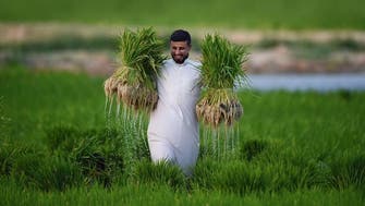 ’سعودی خاندان سالم جس کی نسلوں نے کھیتی باڑی کواپنا اوڑھنا بچھونا بنایا‘