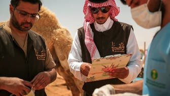 السعودية.. سحب عيّنات 12 ذكراً من الإبل النادرة لتوثيق سلالتها