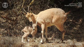سعودی عرب کی جنگلی حیات کے تحفظ کی مساعی رنگ لانے لگیں،6 مادہ پہاڑی ہرنوں کی پیدائش