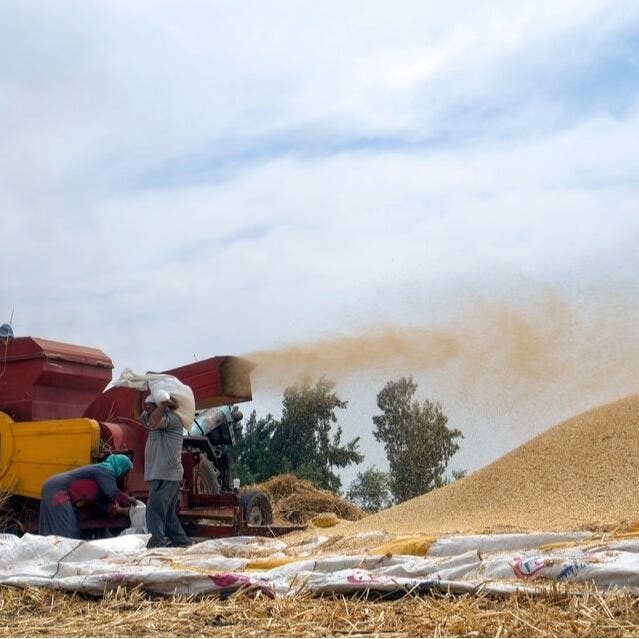 مصر تشتري أكثر من 2.5 مليون طن من محصول القمح المحلي