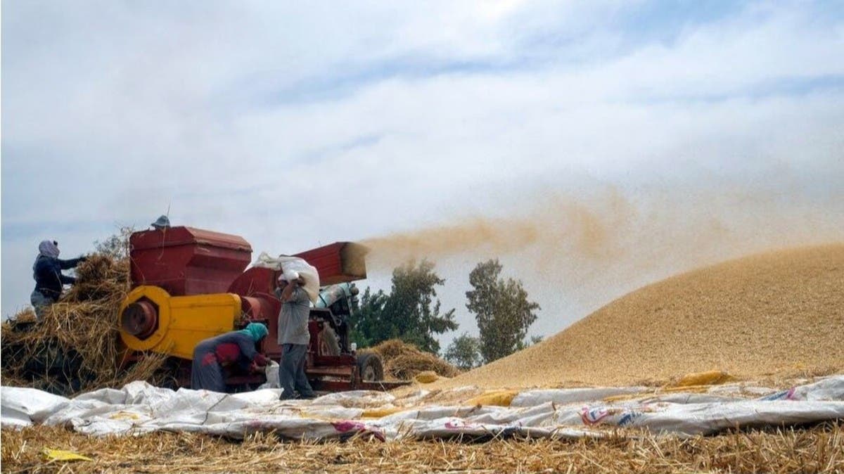 مصر تشتري أكثر من 2.5 مليون طن من محصول القمح المحلي