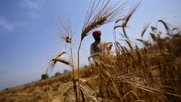 A farmer stands in his wheat field, which was damaged by unseasonal rains, at Vaidi village in the northern Indian state of Uttar Pradesh, March 25, 2015. (File photo: Reuters)