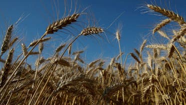 Ears of wheat are seen in a field near the village of Zhovtneve, Ukraine, on July 14, 2016. (Reuters)