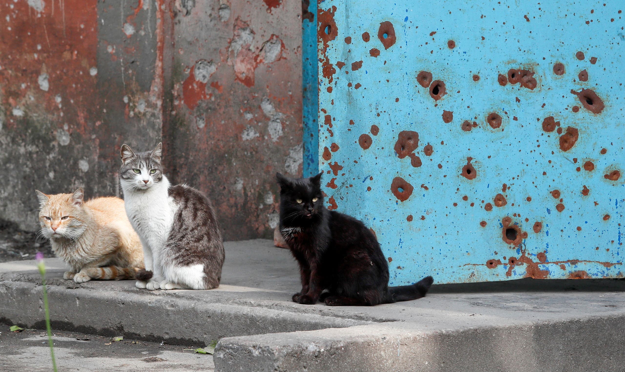 Cats are seen in a street in the course of Ukraine-Russia conflict in the southern port city of Mariupol, Ukraine May 15, 2022. (Reuters)
