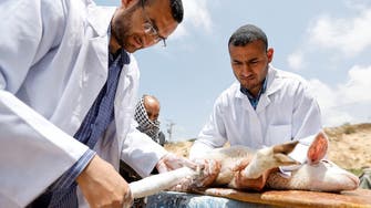 Orthopedic surgeons offer Gaza’s injured animals a new lifeline