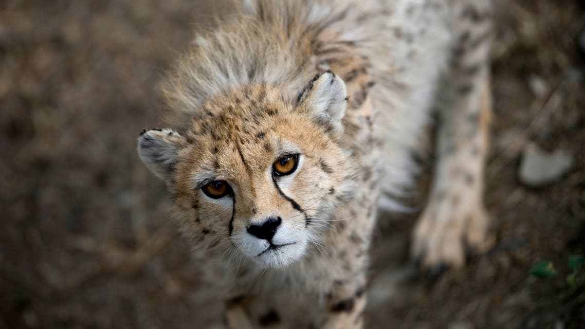 Kooshki, an Asiatic cheetah captured by a poacher as a cub and rescued by the Department of Environment, walks in his enclosure at the Pardisan Zoo in Tehran June 18, 2008. (File photo: Reuters)
