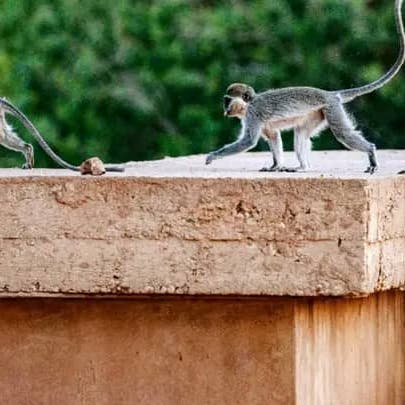 قصة آلاف القرود بجامعة الخرطوم.. تعاني شبح الموت جوعاً أو دهساً