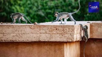 قصة آلاف القرود بجامعة الخرطوم.. تعاني شبح الموت جوعاً أو دهساً
