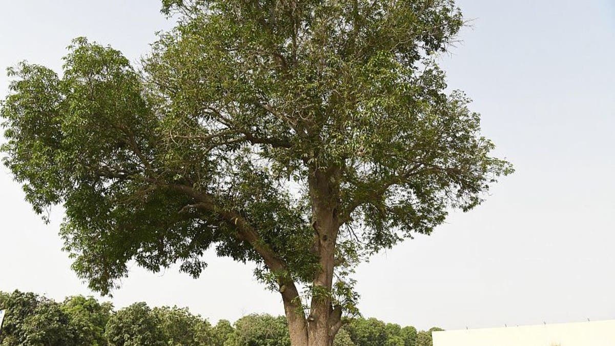 50 عاماً.. شاهدة على أقدم شجرة مانجو في السعودية
