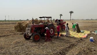 مصر تقرر شراء القمح المزروع محلياً بسعر مشجع