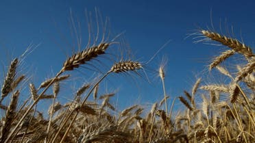 حقول القمح في أوكرانيا  - رويترز