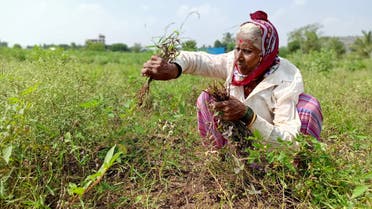 Shantabai Chikhale, a farmer, harvests damaged soybean crops at Kalamb village in Pune district in the western state of Maharashtra, India, November 11, 2019. Picture taken November 11, 2019. (File photo: Reuters)