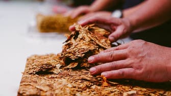‘Poisoning our planet’: WHO highlights tobacco industry damage to health, environment