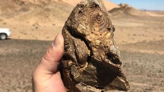 سعودی عرب میں رینگنے والے سمندری جانداروں کی80 ملین سال پرانی باقیات دریافت