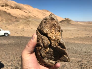 A marine fossil found on the Red Sea project site. (Supplied)