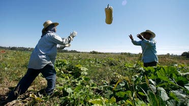 Farm workers harvest squash from the Chino Farm in Rancho Santa Fe, California. (Reuters)