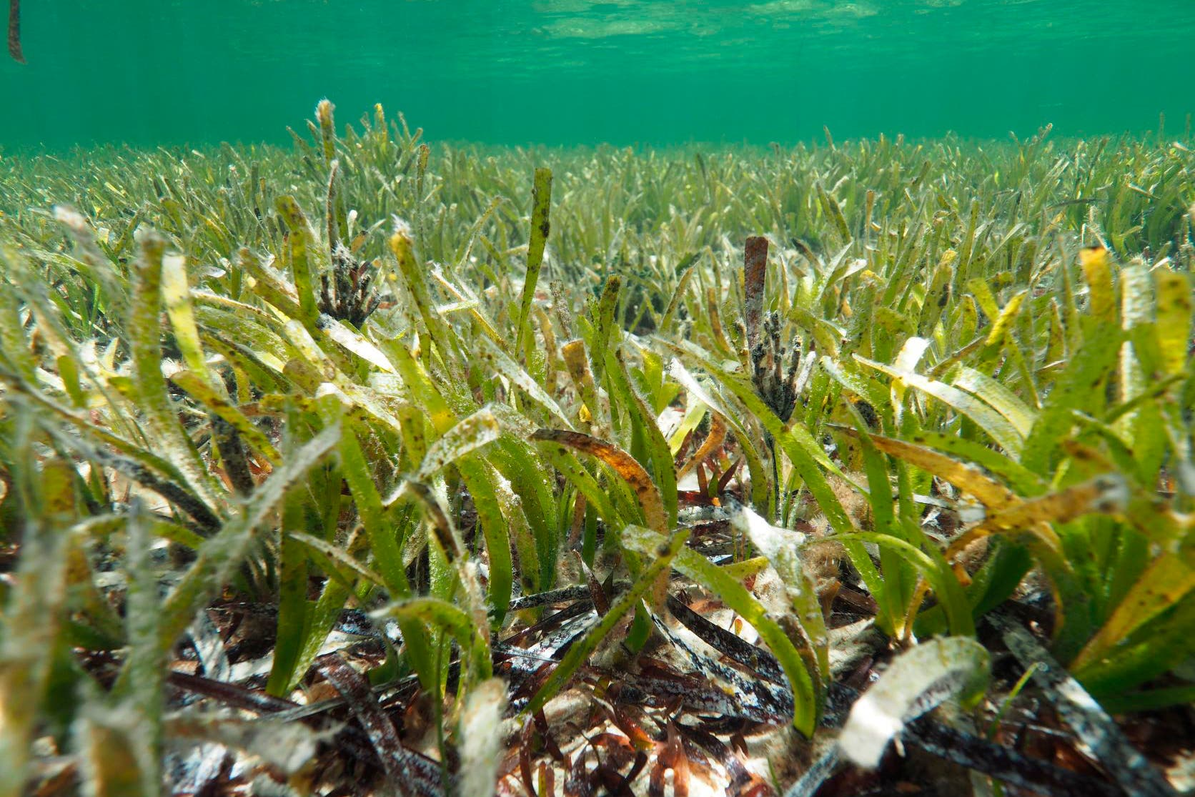 Самые большие водоросли. Посидония водоросль. Посейдония водоросли. Морская трава Posidonia Australis. Аэрофитон водоросли.
