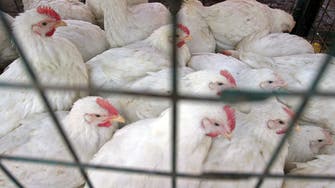 Brazil declares 180-day animal health emergency amid avian flu cases in wild birds