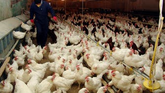 Brazil confirms first ever avian flu cases in wild birds