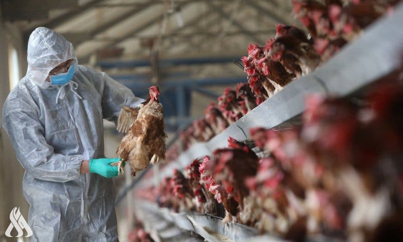 تفشي إنفلونزا الطيور في مزرعة عراقية.. ووزارة الصحة تطمئن