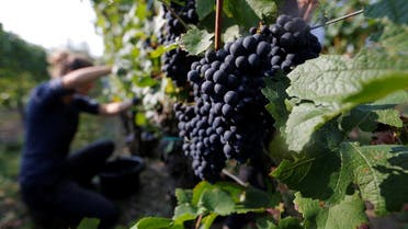 A grape picker harvests grapes of Pinot Noir to produce Cremant, a sparkling wine of the Alsace region, at the Lang vineyard in Wolxheim near Strasbourg, France. (Reuters)