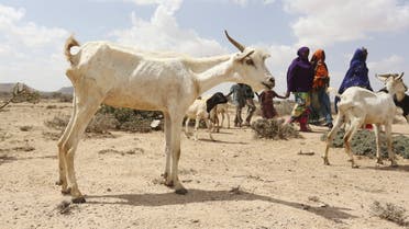 A family walks with their goats and sheep in search of water during a El Nino-related drought in Marodijeex town of southern Hargeysa, in northern Somalia's semi-autonomous Somaliland region, April 7, 2016. (File photo: Reuters)