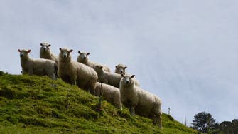 New Zealand to price sheep and cow burps to cut greenhouse gases