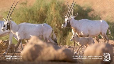 In pictures: Birth of first Arabian Oryx to be born in Saudi Arabia in 90  years | Al Arabiya English