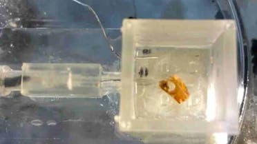 Part of the Tel Aviv University robot fitted with a locust ear, with the ear visible. (Credit: Tel Aviv University)