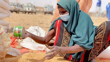A woman collects grain at a camp for the Internally Displaced People in Adadle district in the Somali region, Ethiopia, January 22, 2022. (File photo: Reuters)