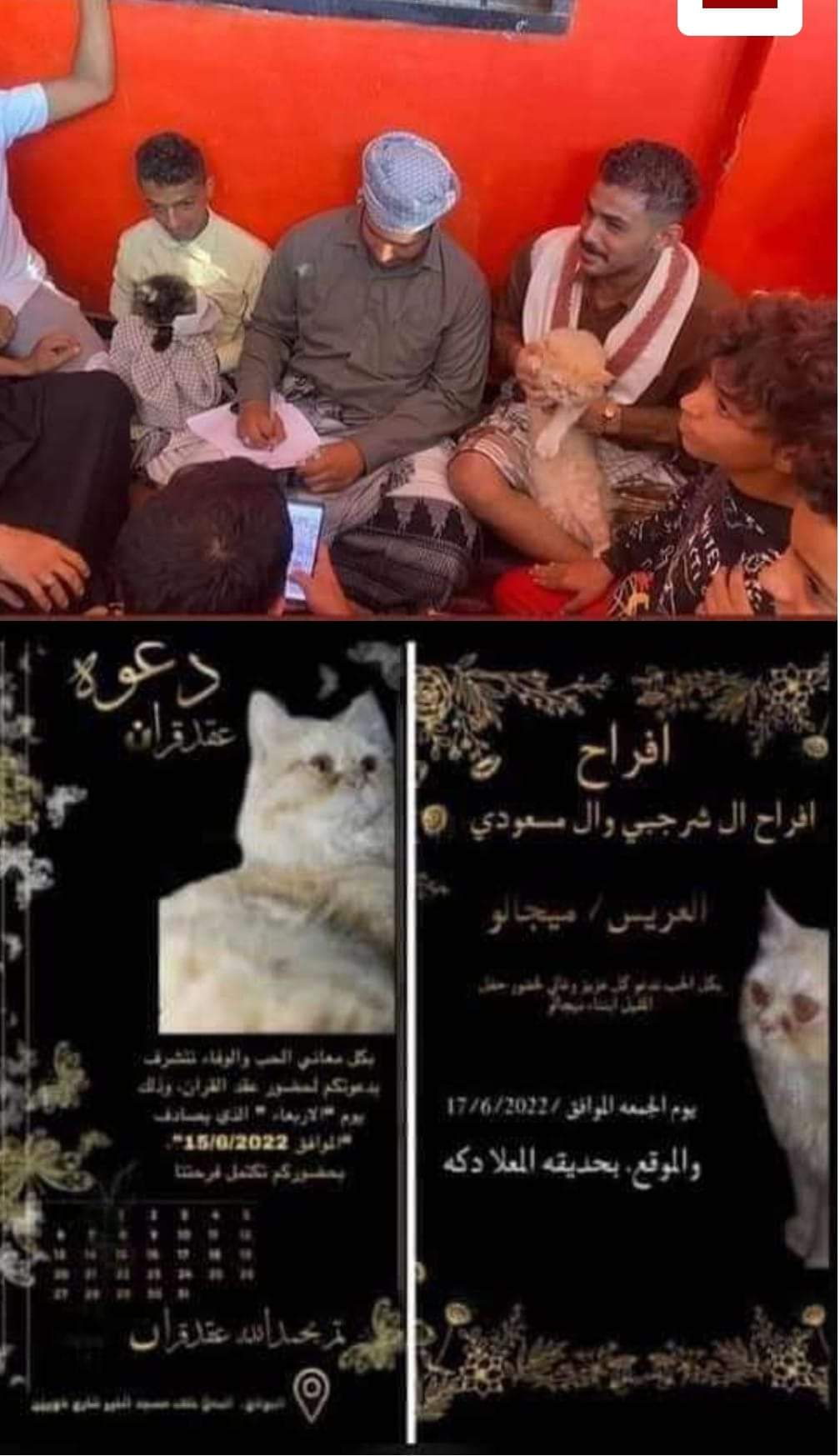 عقد قران قط وقطة في اليمن