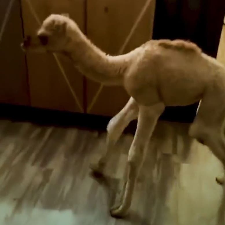 جمل صغير يتبختر داخل منزل في السعودية.. فيديو غريب