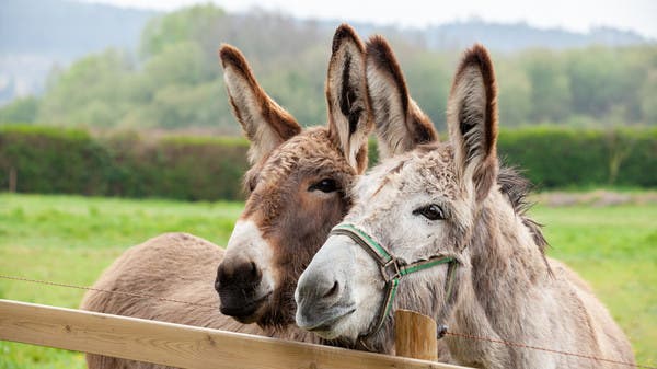 Investigation reveals donkey slaughter and skinning at rented farm with previous accusations