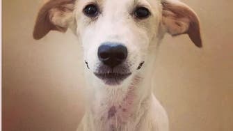 Dubai’s longest-serving dog shelter at risk of closure after financial woes