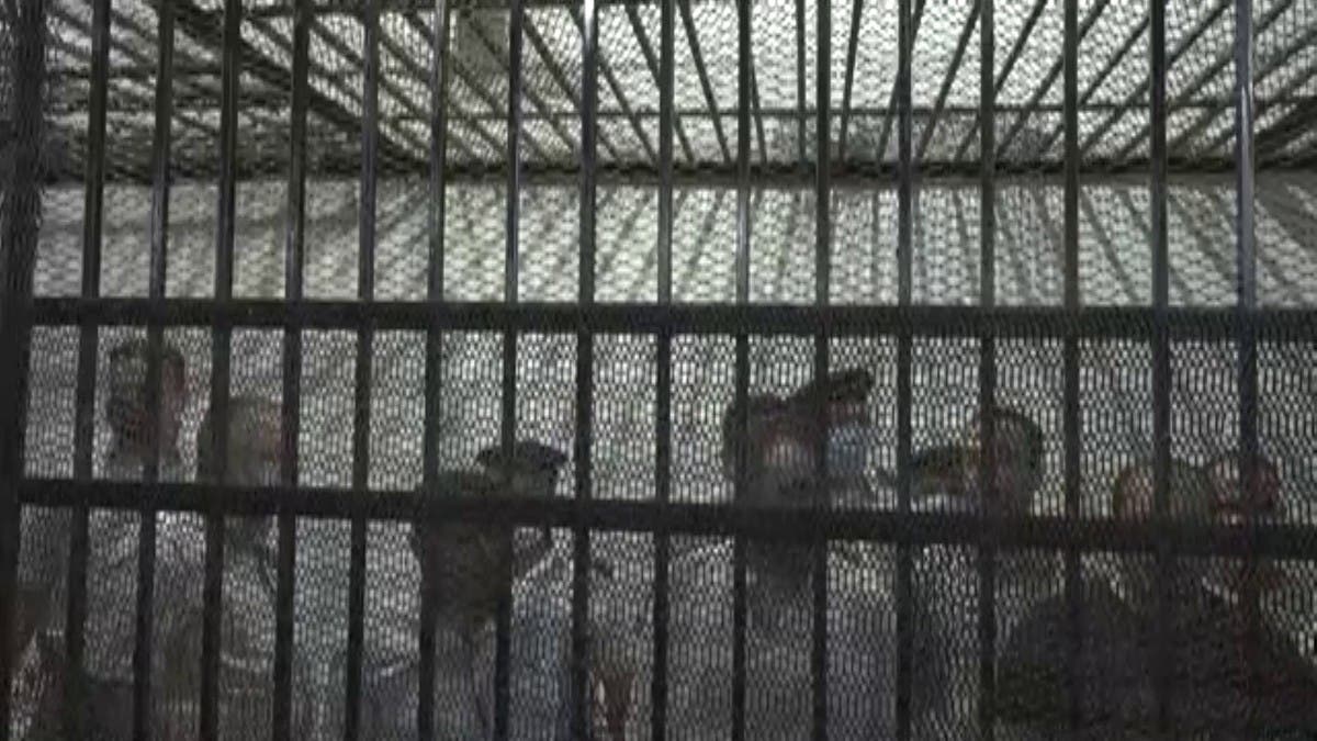 أسرع حكم بتاريخ مصر.. الإعدام لقاتل طالبة المنصورة