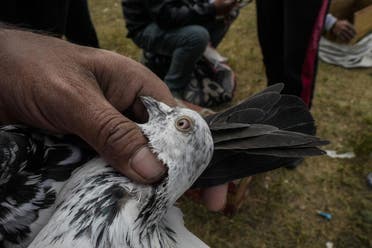 A Kashmiri pigeon handler checks a pigeon at an open pigeon market in Srinagar, Indian controlled Kashmir. (AP)