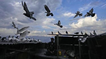 A Kashmiri pigeon handler feeds his pigeons from his rooftop in Srinagar, Indian controlled Kashmir, on June 17, 2022. (AP)