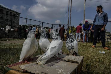 Pigeons are displayed for sale at an open pigeon market in Srinagar, Indian controlled Kashmir. (AP)